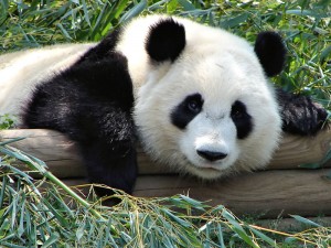 Panda_2