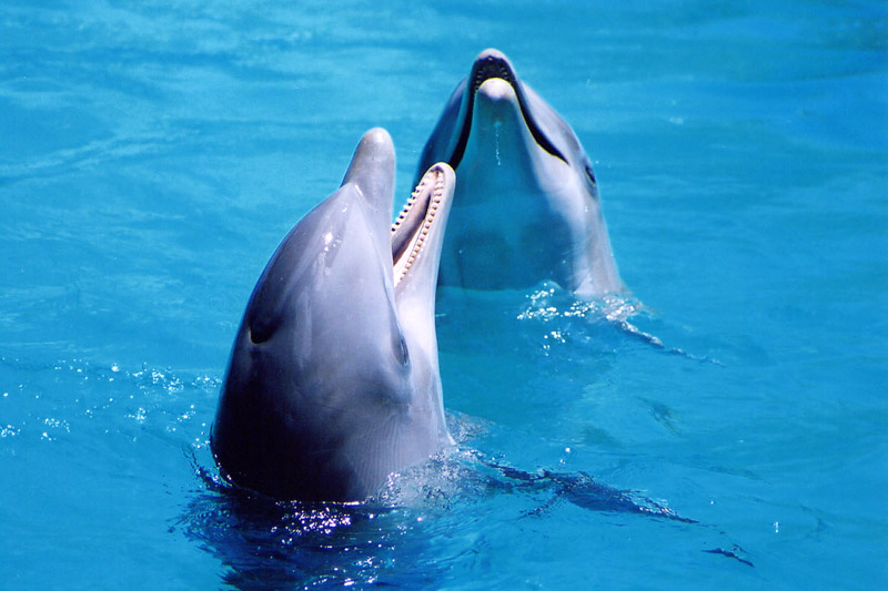Дельфины2