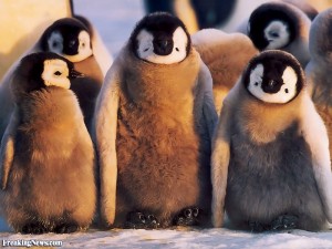 Пингвин2