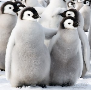 Пингвин3
