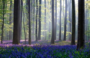 Синий лес3