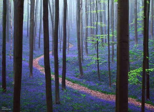 Синий лес5