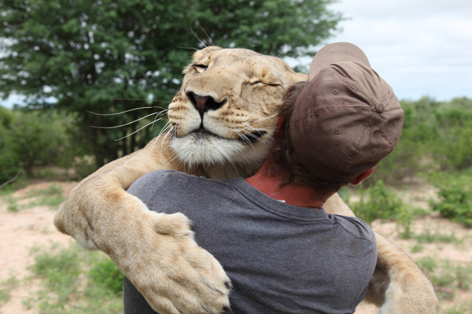 140-килограммовая львица обнимается со своим спасителем Валем Грюнером
