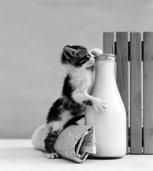 Кот и молоко, картинки котят