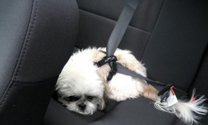 Собака пристегнутая в авто
