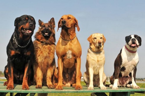 Крупные породы собак о которых мы мало что знали | Позитивные и интересные  новости