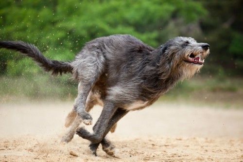 Охота Deerhound