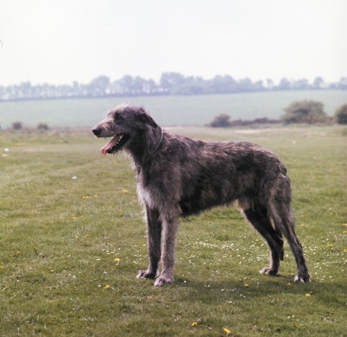 крупная порода собак Ирландский волкодав