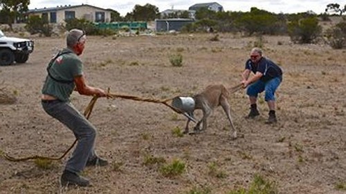 Невероятное спасение одного кенгуру
