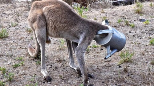 Необычное фото кенгуру