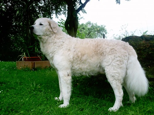 Крупная венгерская порода собак Кувас