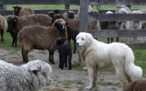 крупная пастушечья порода собак Кувас
