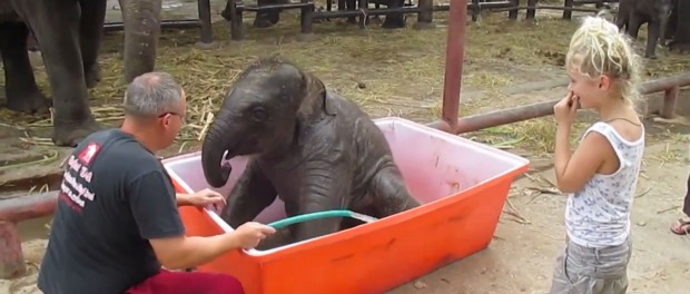 Позитивное видео — Веселое купание тайского слоненка