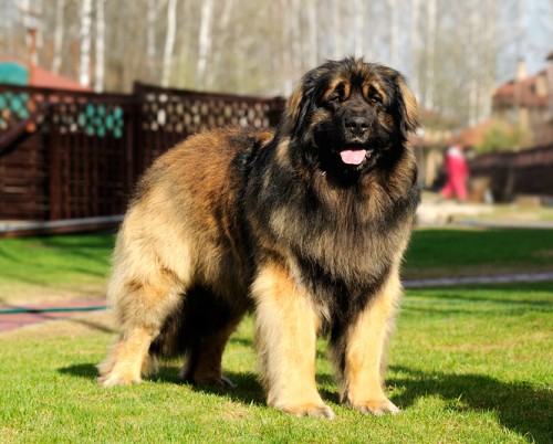 Крупная порода собак - Leonberger