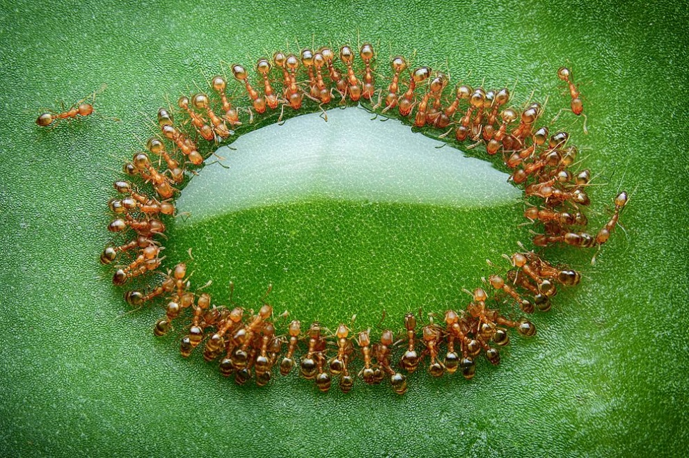 Капля дождя на стаю муравьев