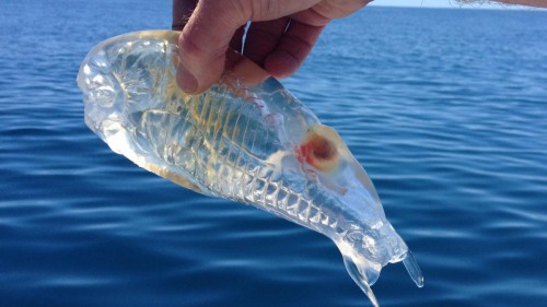 Необычная рыба Salpa Maggiore