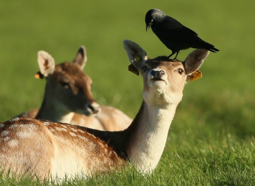 Просто хороший отдых ворона на голове у оленя