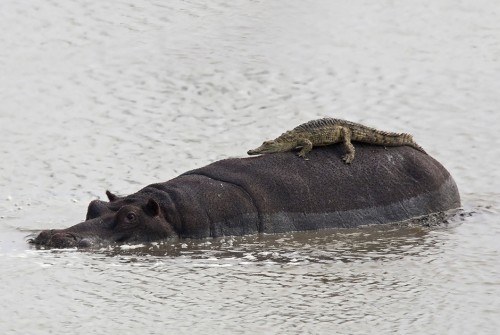 Детеныш-крокодила-на-спине-гиппопотама-в-ЮАР