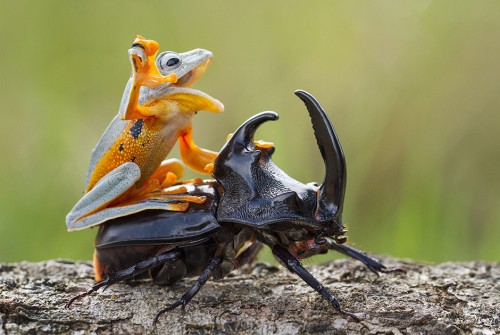 Лягушка на жуке носороге