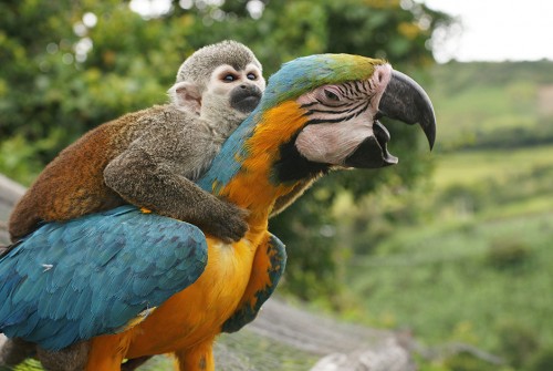 Картинка обезьянка и попугай АРА