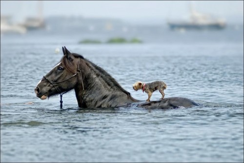 Лошадь перевозит через воду собаку