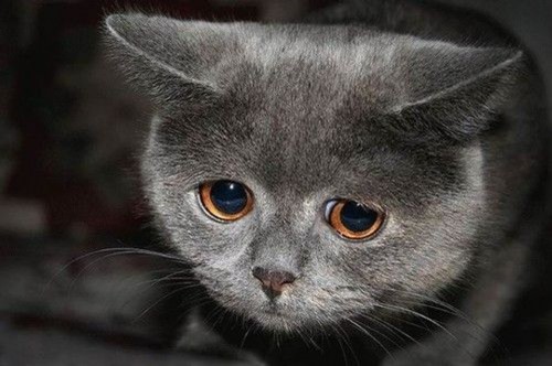 Грусть и печаль в глазах кота