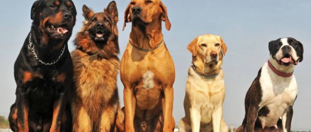 Десять самых малоизвестных крупных пород собак