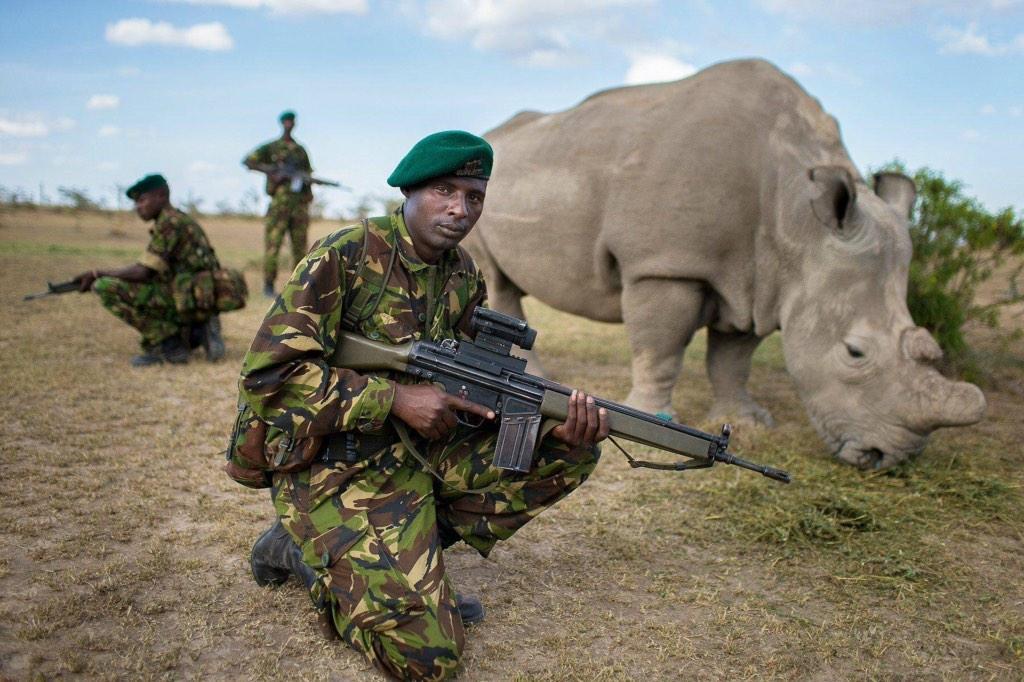 Охрана белых носорогов