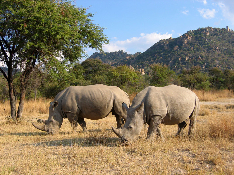 Вымирающий вид белого носорога