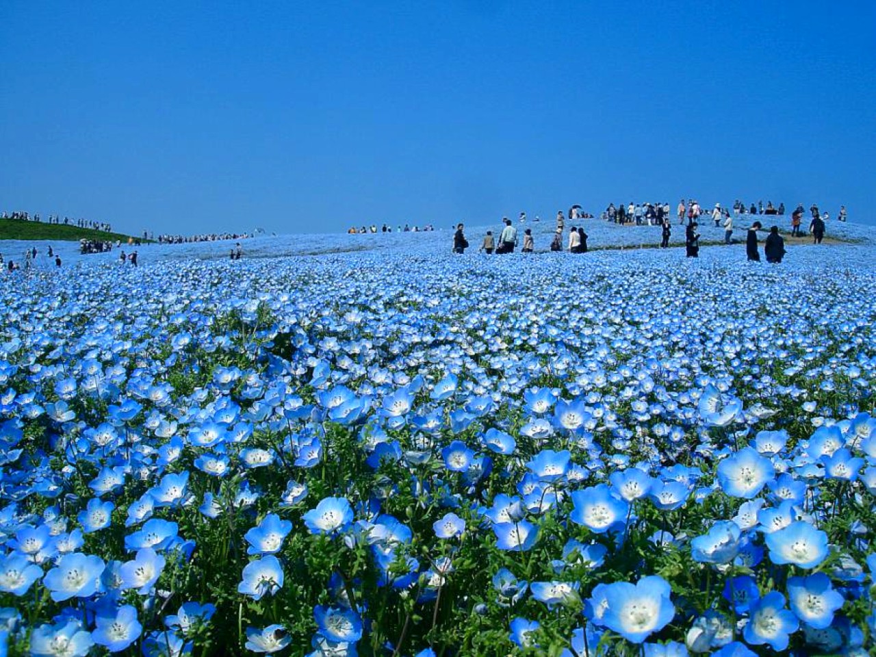 Голубой мак - уникальный цветок