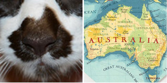 Карта Австралии на носу у кошки