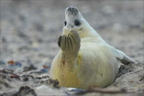 восхитительная йога - тюлень