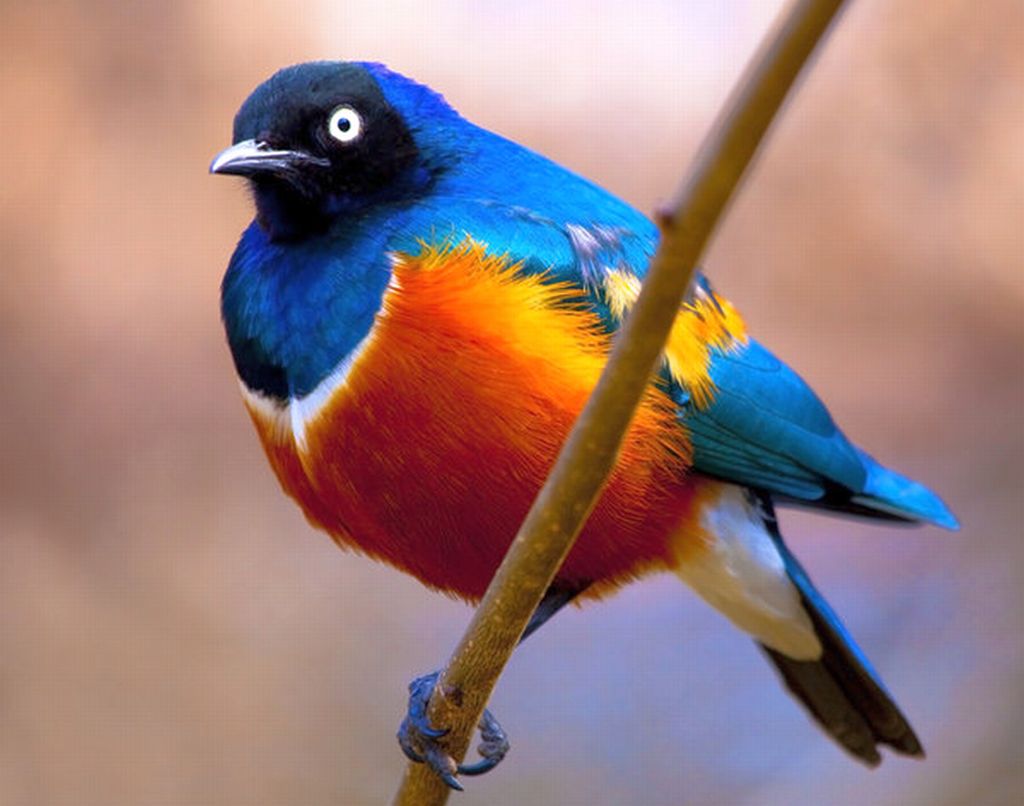 Самые Красивые Птицы Фото И Названия