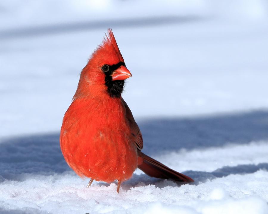 Птицы С Красной Грудкой Фото И Название