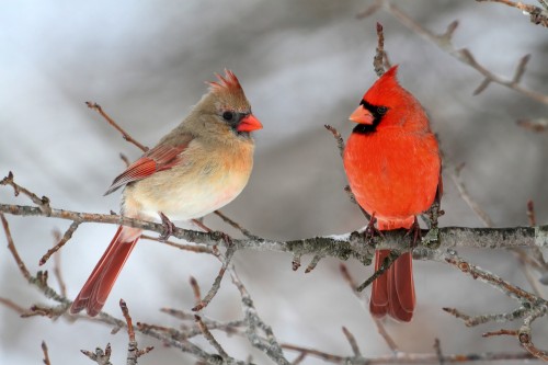 пара красивых северных кардиналов