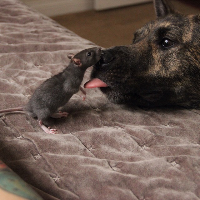 Фото - удивительная дружба собаки Осириса и крысы Риффа