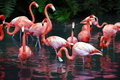 самые красивые птицы Фламинго