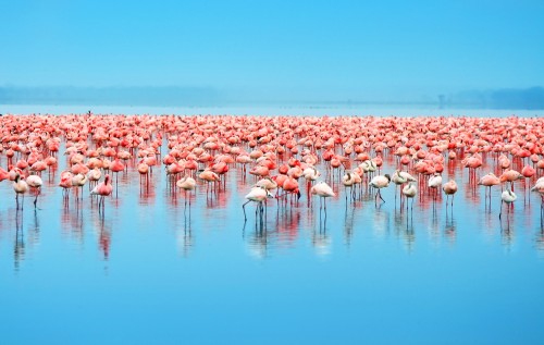 Фламинго самые красивые птицы