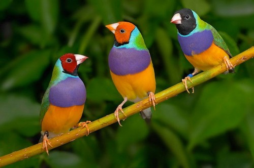 Гульдовы амадины - самые яркие птицы мира