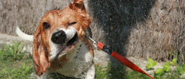 Позитивное видео игр собак с водой