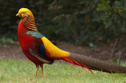 Красивая птица - золотой фазан
