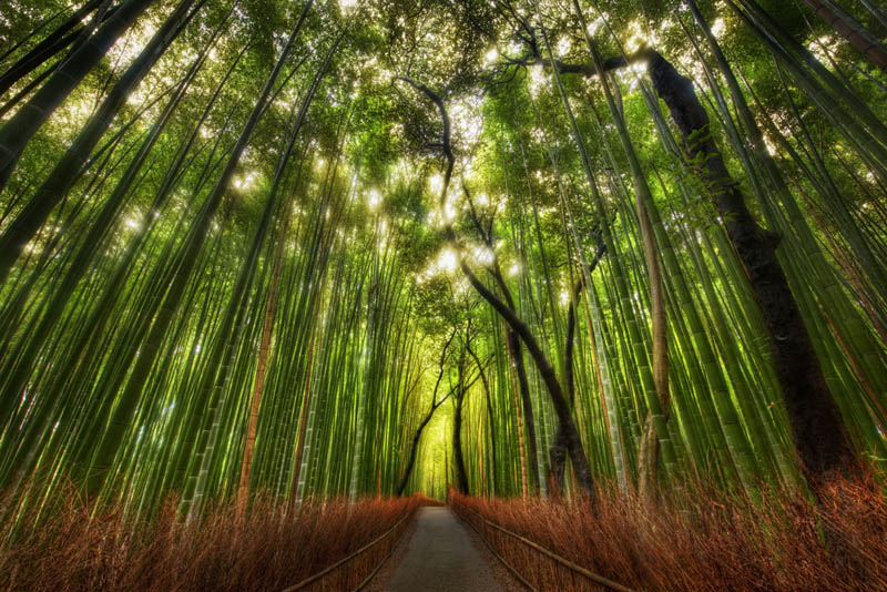 Живописная аллея бамбукового леса Сагано