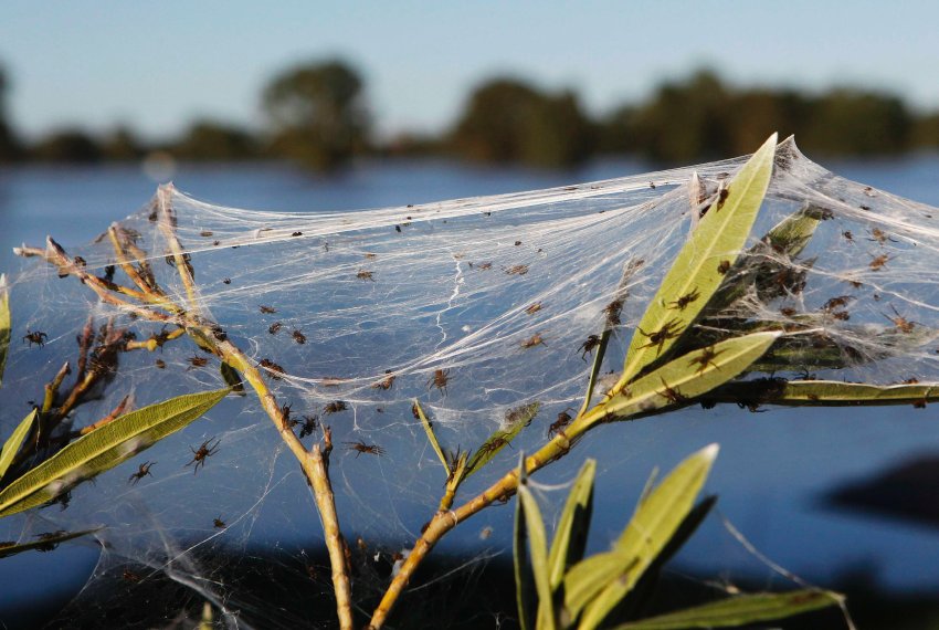 пауки оккупировали австралийскую деревушку
