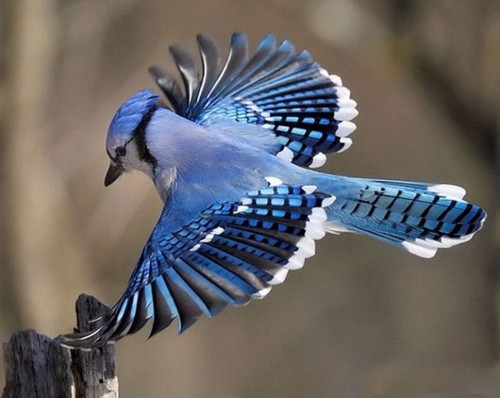 Позитивная птица мира Голубая сойка