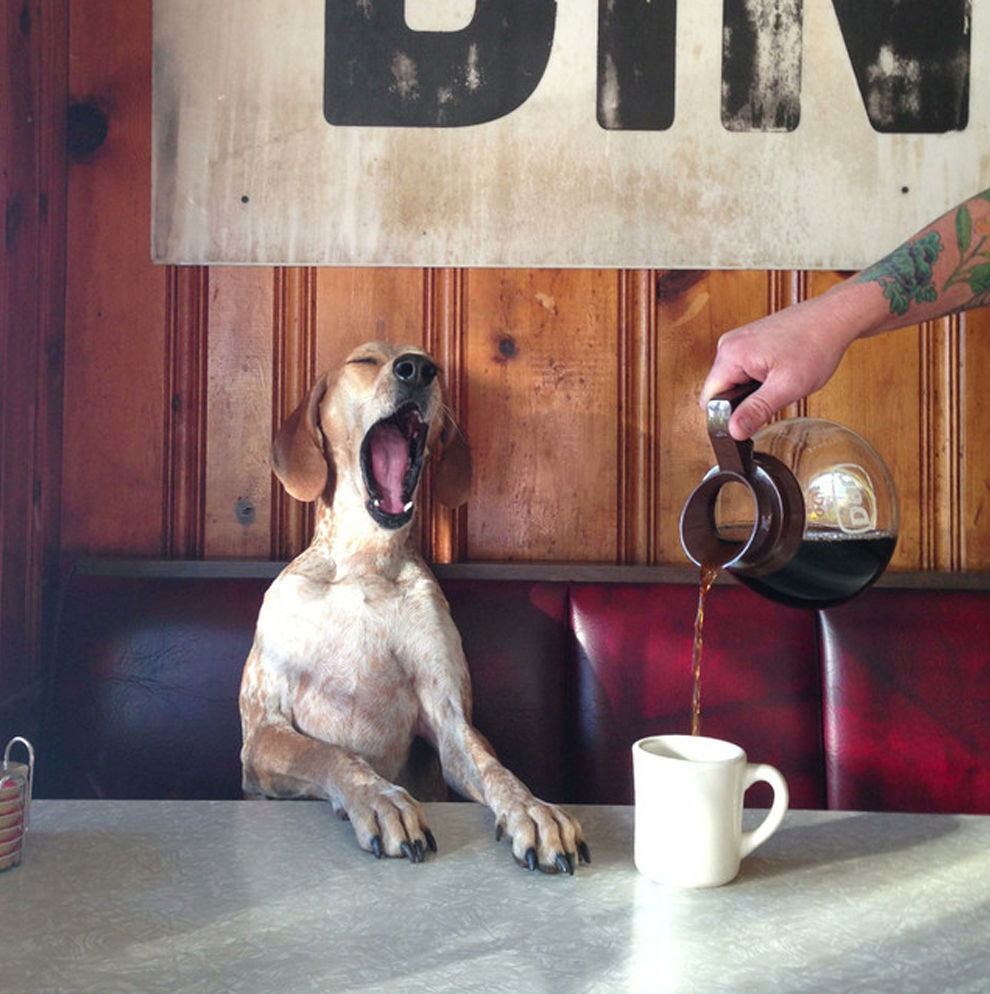 Собака и кофе