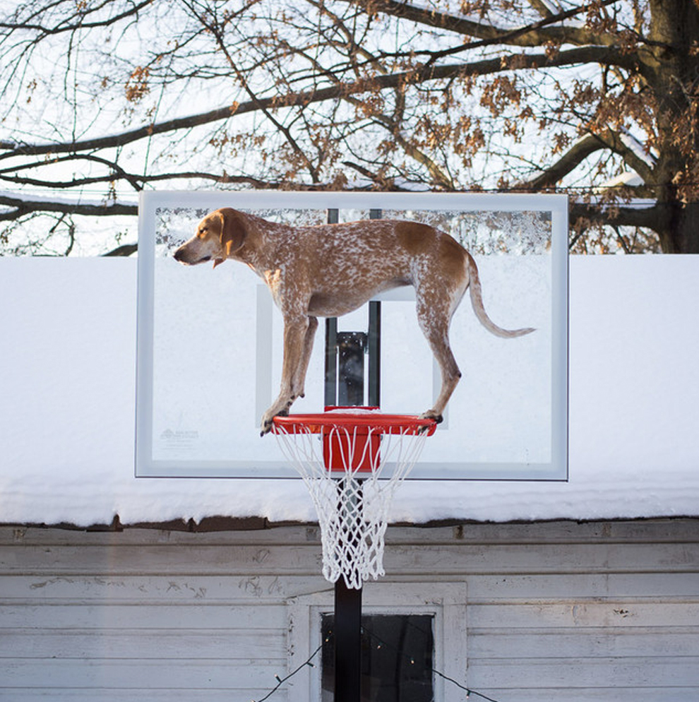 Собака на баскетболе