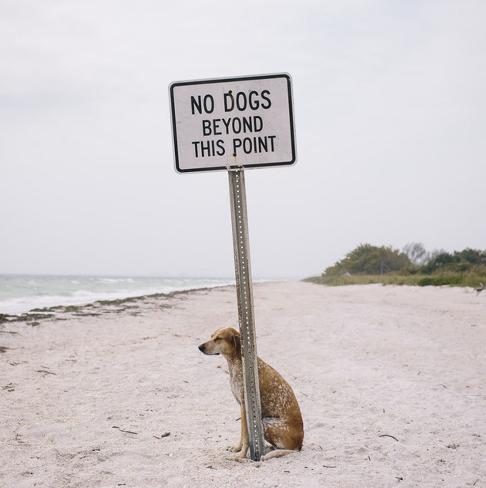 собака на пляже 