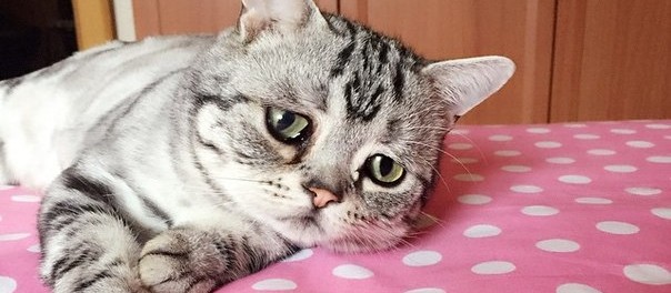 Двойник кота в сапогах покоряет Instagram