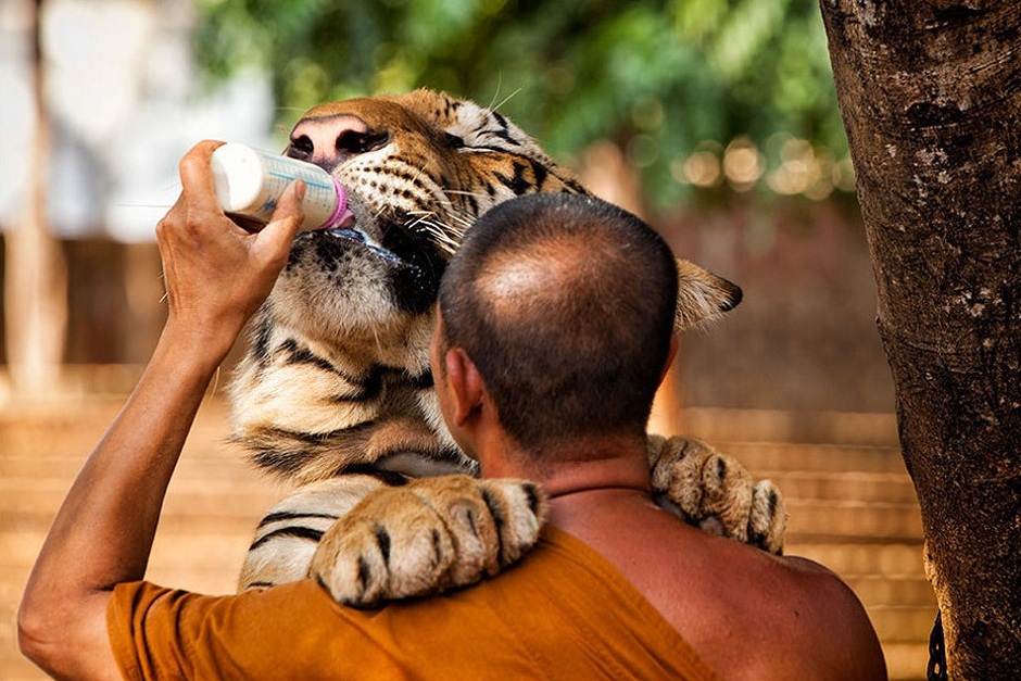 тигра кормят