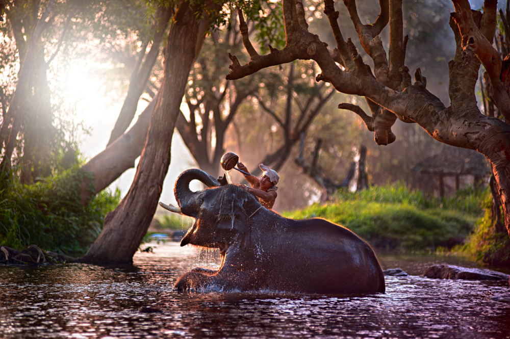 купание слона